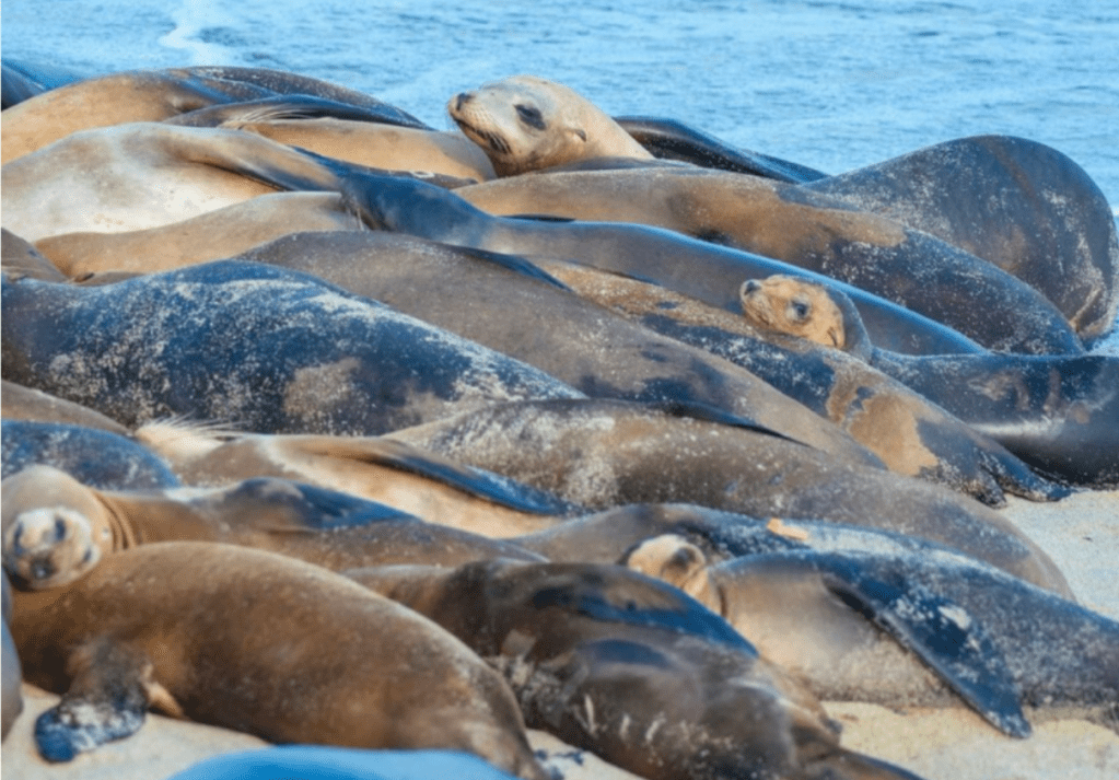 San Diego closes Point La Jolla&nbsp;Beach